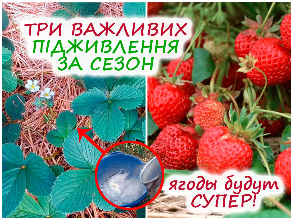 Підживлення полуниці