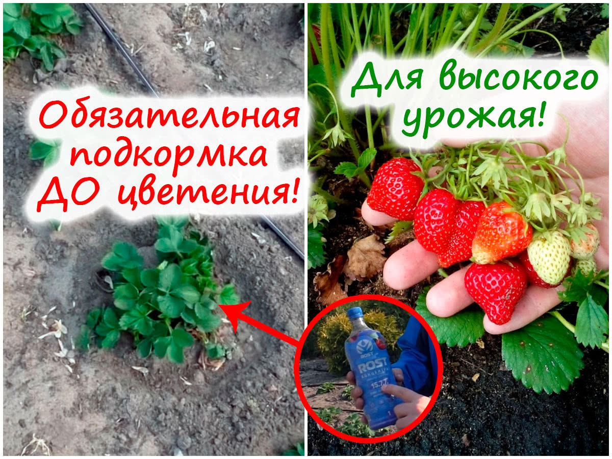 Подкормка клубники до цветения