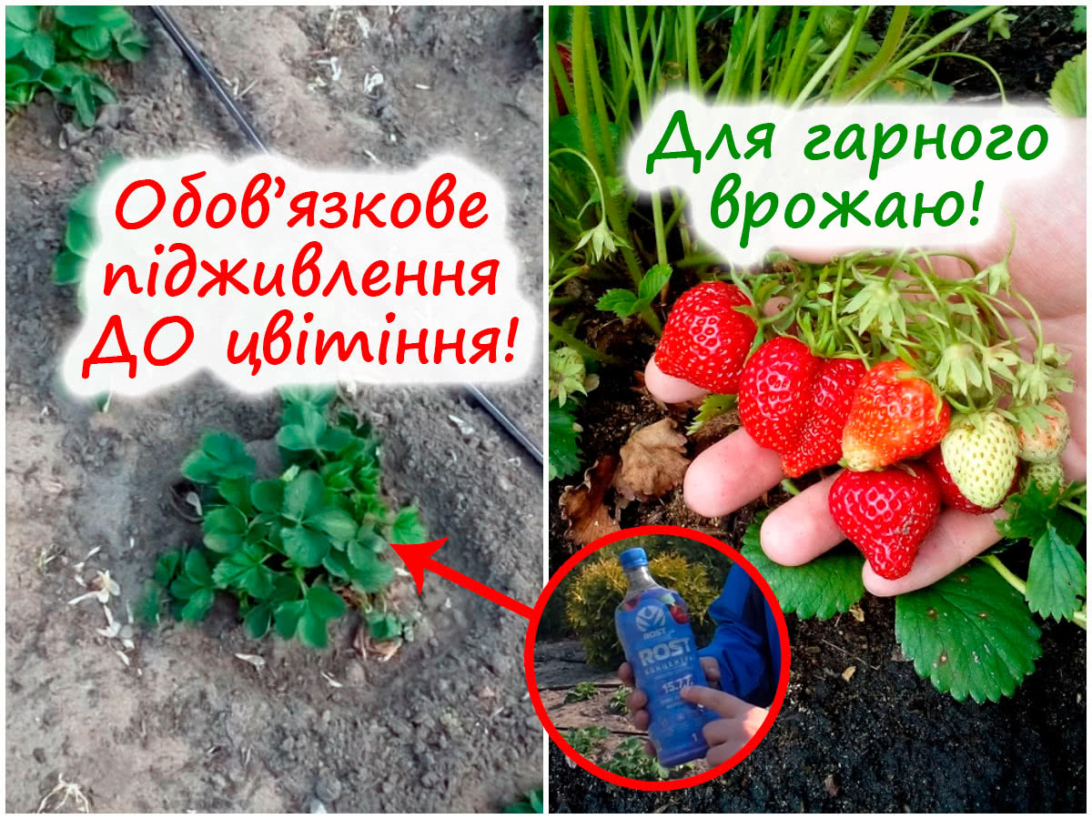 Підживлення полуниці до цвітіння