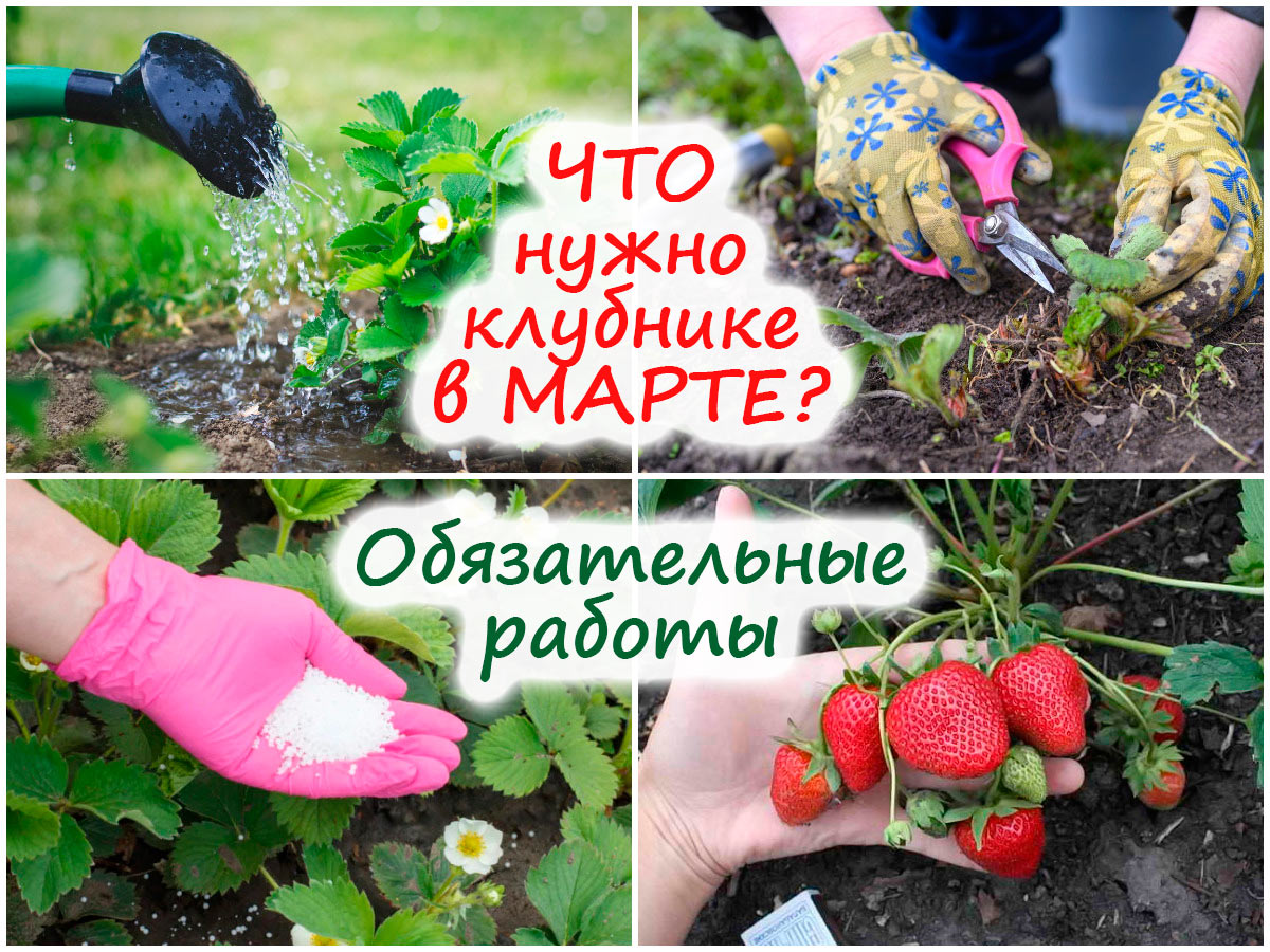 Работы с клубникой в марте