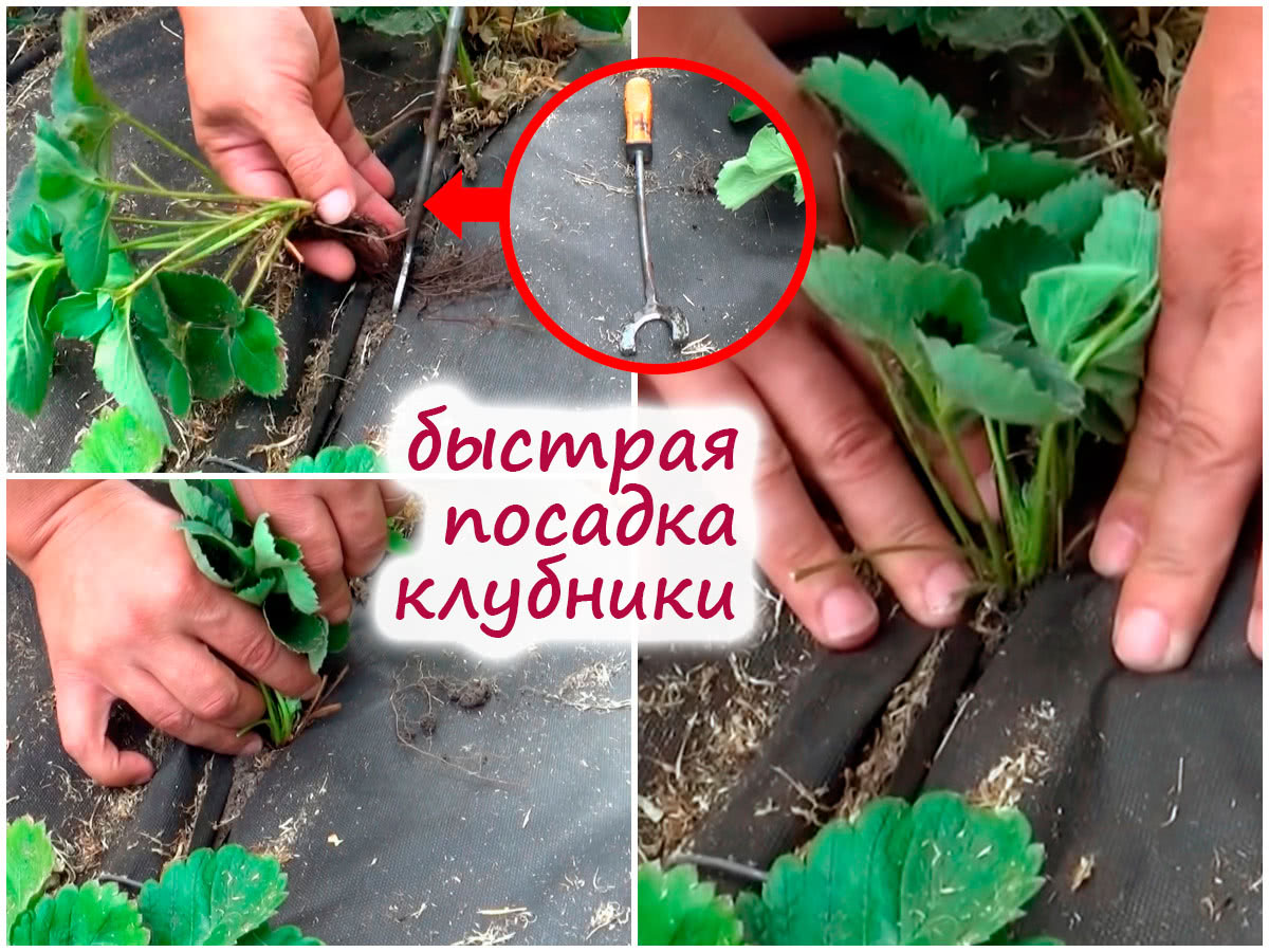 Массовая посадка клубники