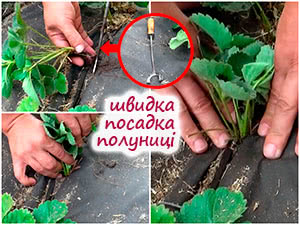 Масова посадка полуниці