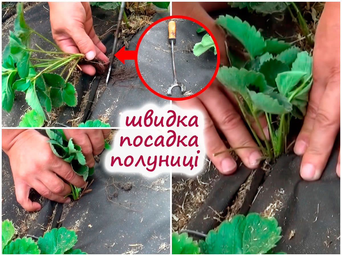 Масова посадка полуниці