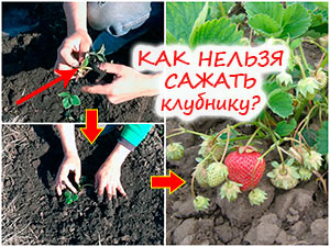 Посадка клубники весной