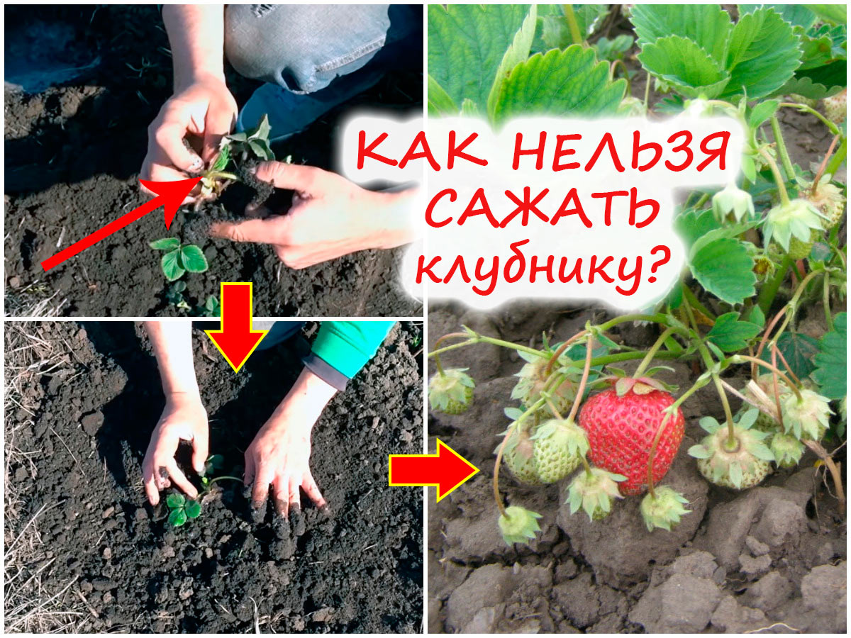 Посадка клубники весной