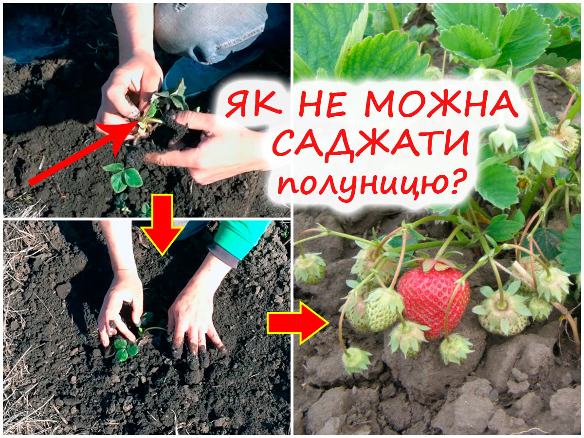 Посадка полуниці навесні