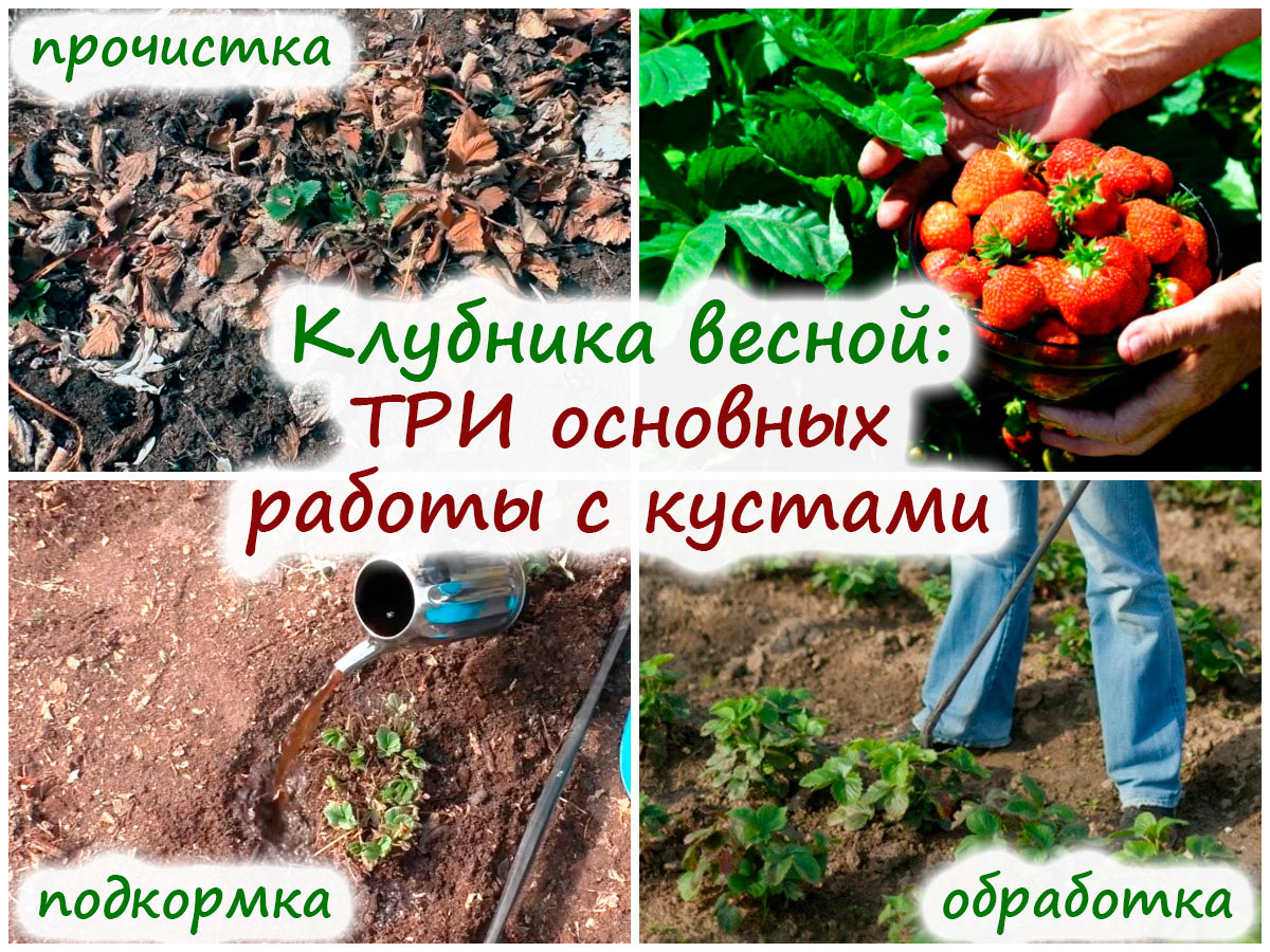 Уход за клубникой весной