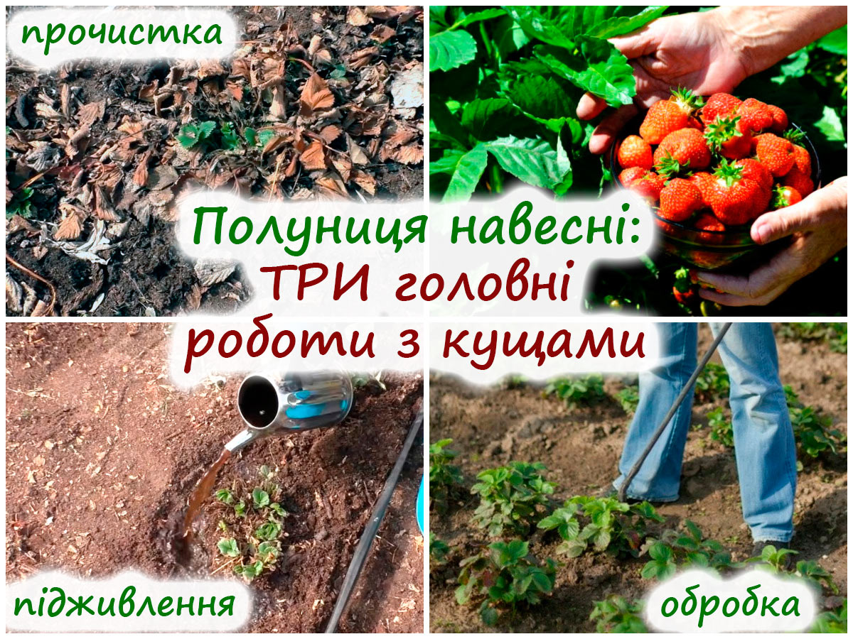 Догляд за полуницею навесні