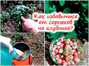 Обработка клубники от сорняков