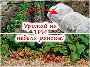 Укрытие клубники спанбондом весной