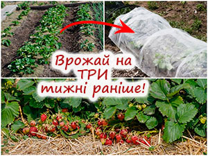 Укриття полуниці спанбондом навесні