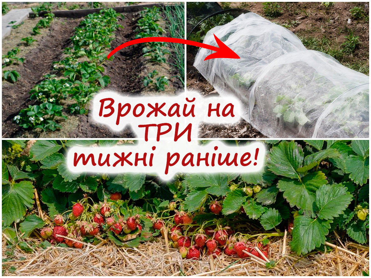 Укриття полуниці спанбондом навесні