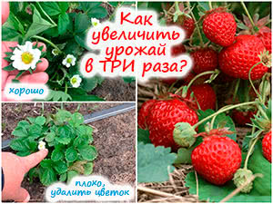 Как увеличить урожай клубники