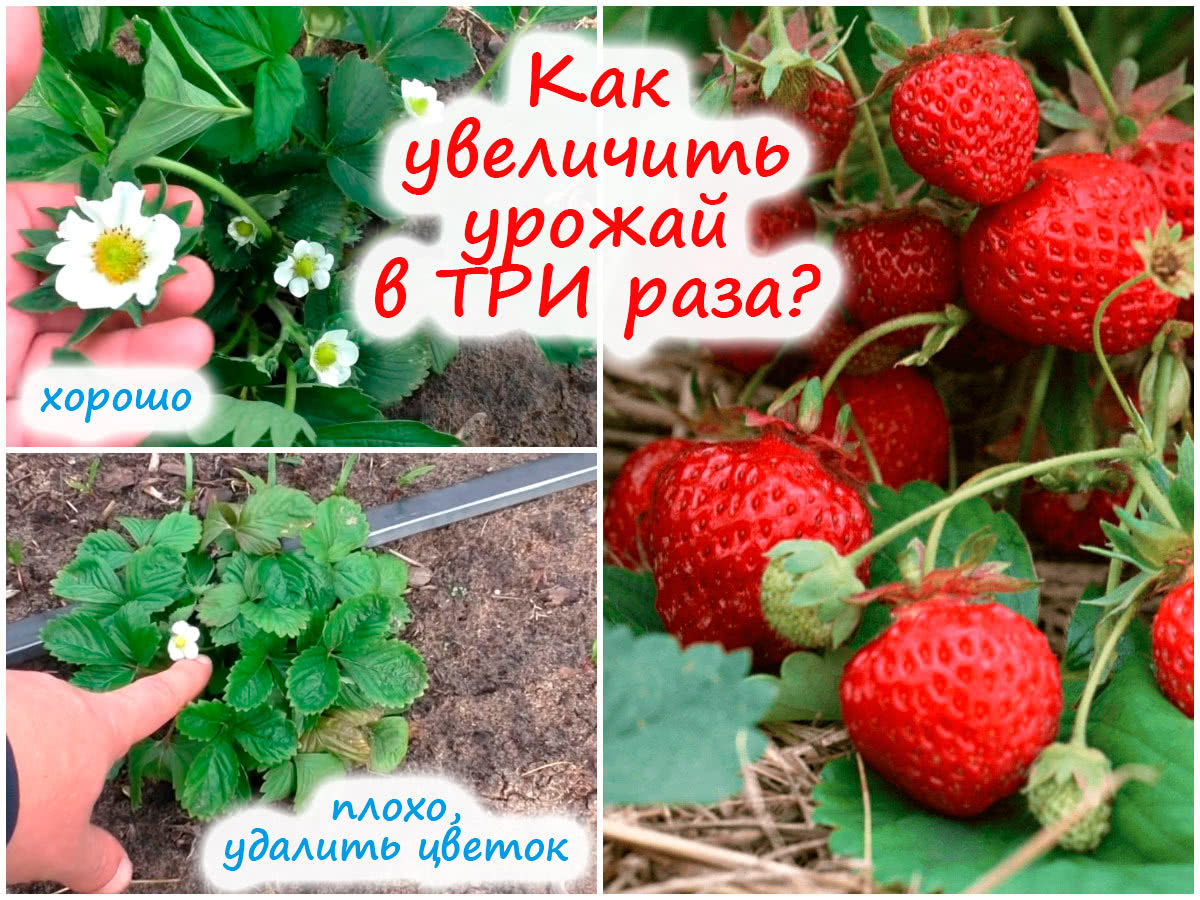 Как увеличить урожай клубники