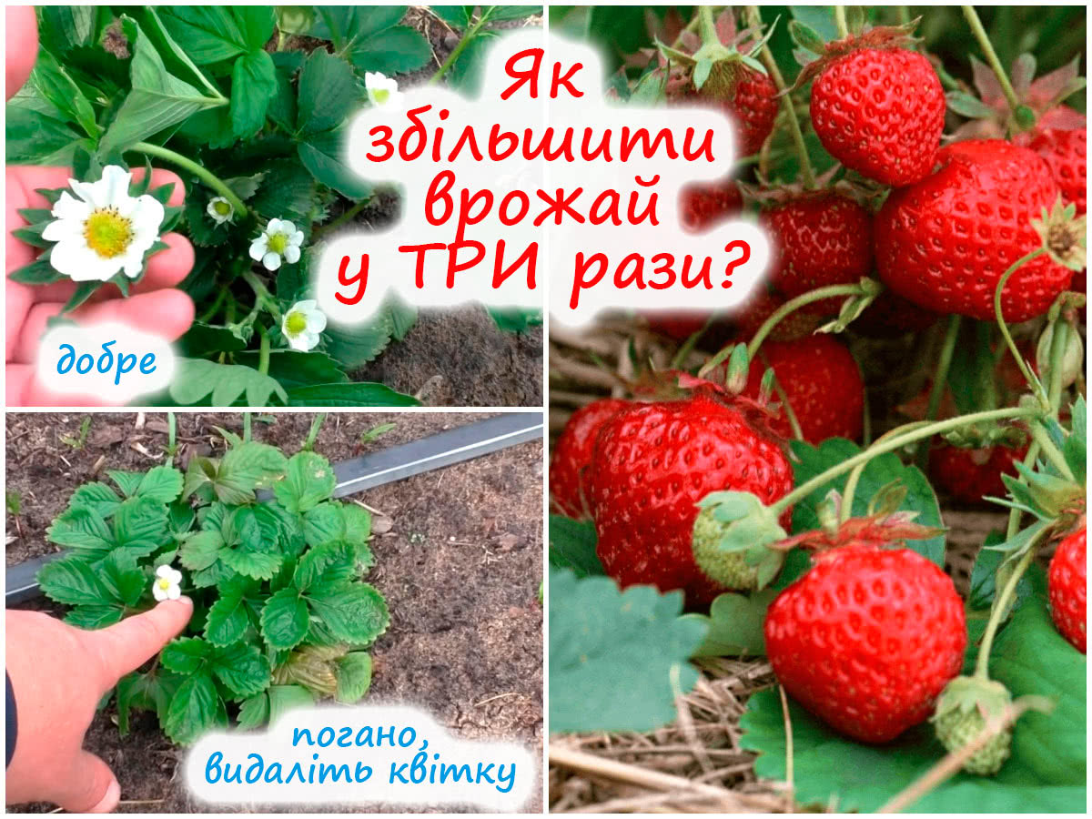 Як збільшити врожай полуниці