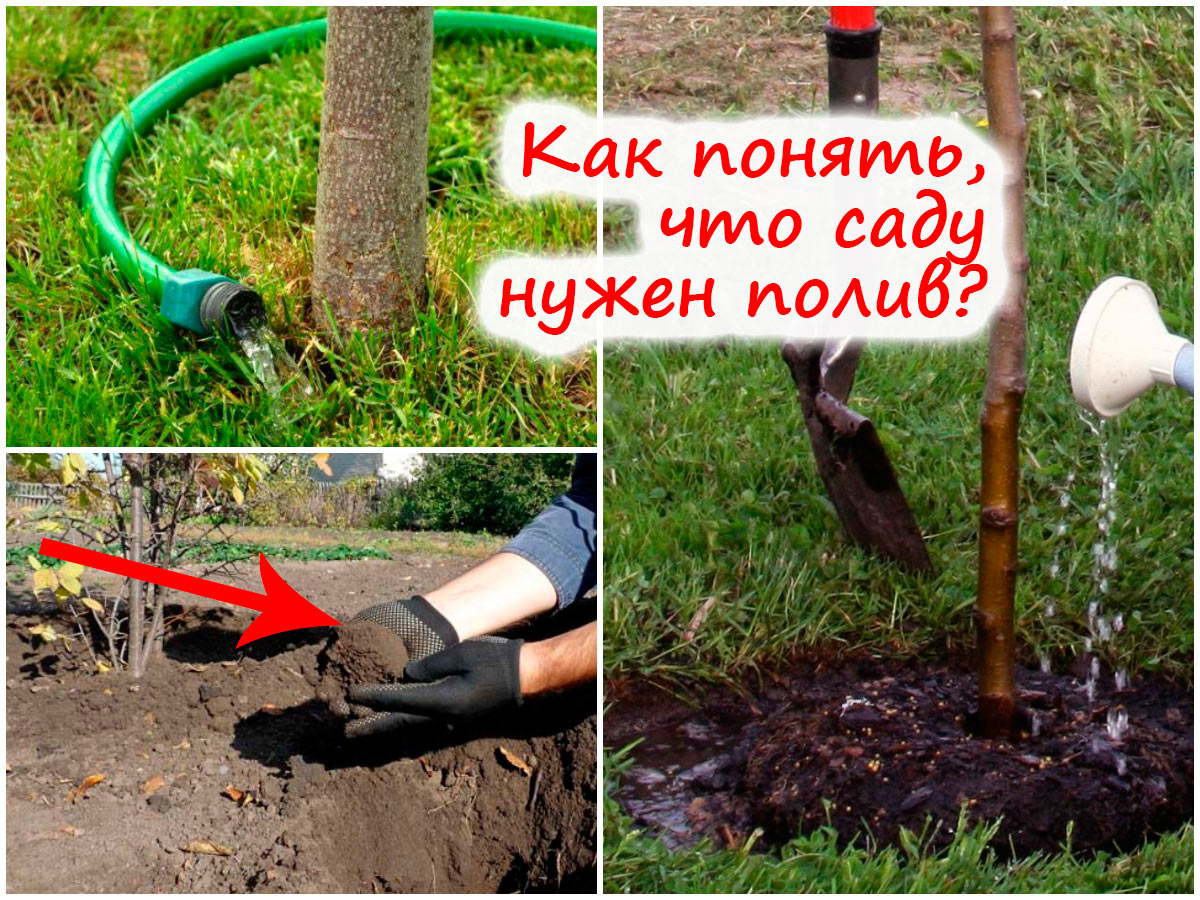 Когда поливать участок весной