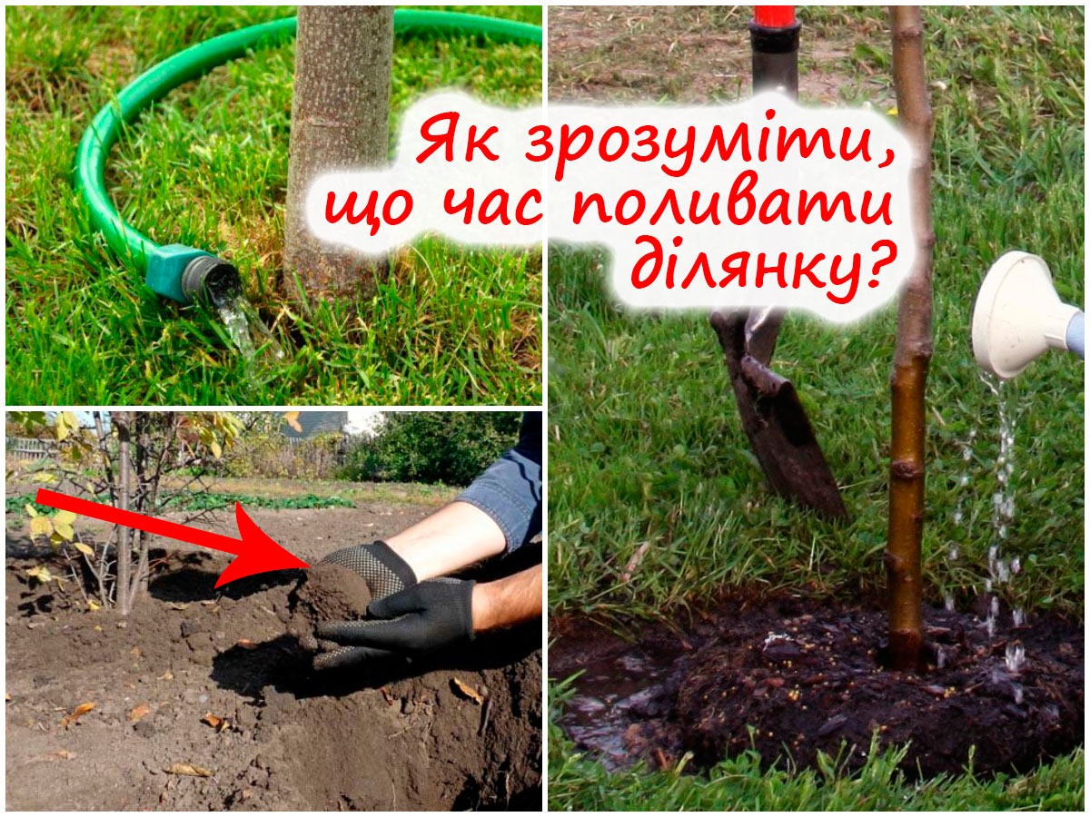 Коли поливати ділянку навесні