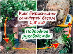 Выращивание корневого сельдерея