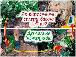 Вирощування кореневої селери