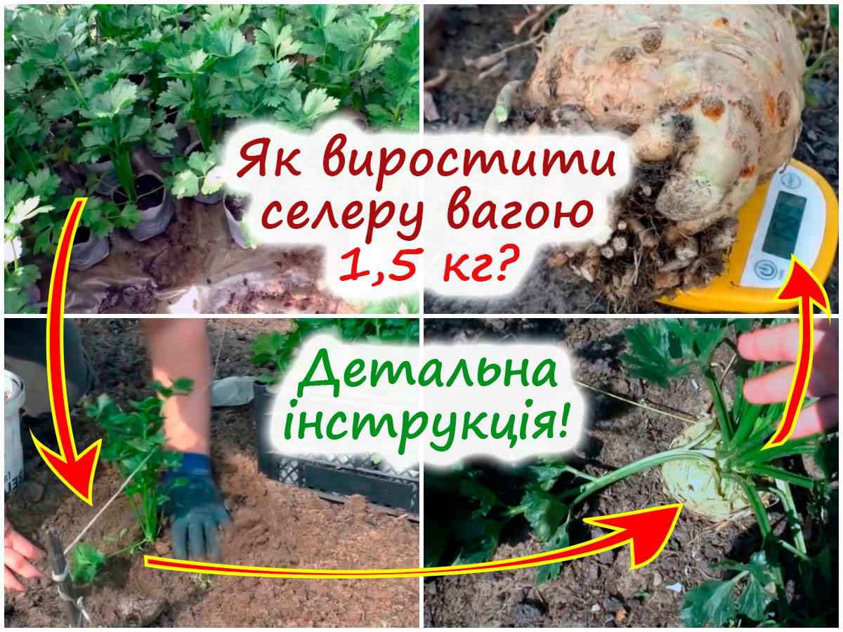Вирощування кореневої селери