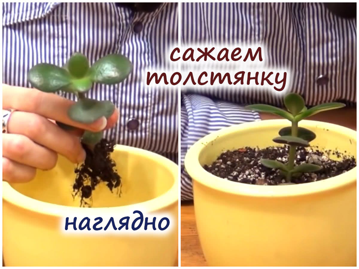 Пересадка крассулы