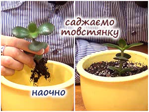 Пересадка крассули