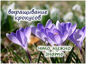 Выращивание крокусов