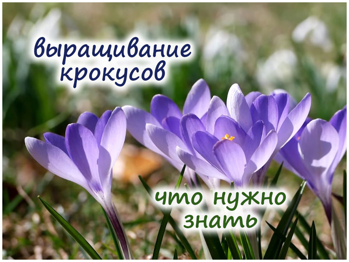 Выращивание крокусов