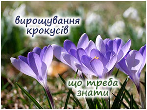 Вирощування крокусів
