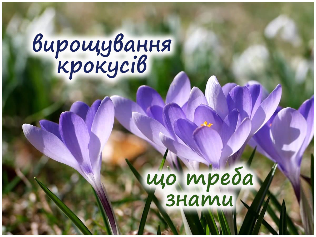 Вирощування крокусів
