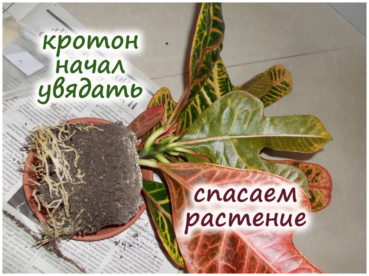 Реанимация кротона