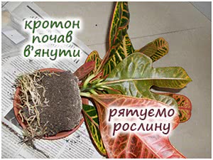 Реанімація кротона
