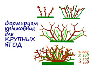 Правильная обрезка крыжовника