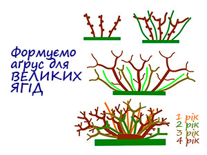 Правильна обрізка аґрусу