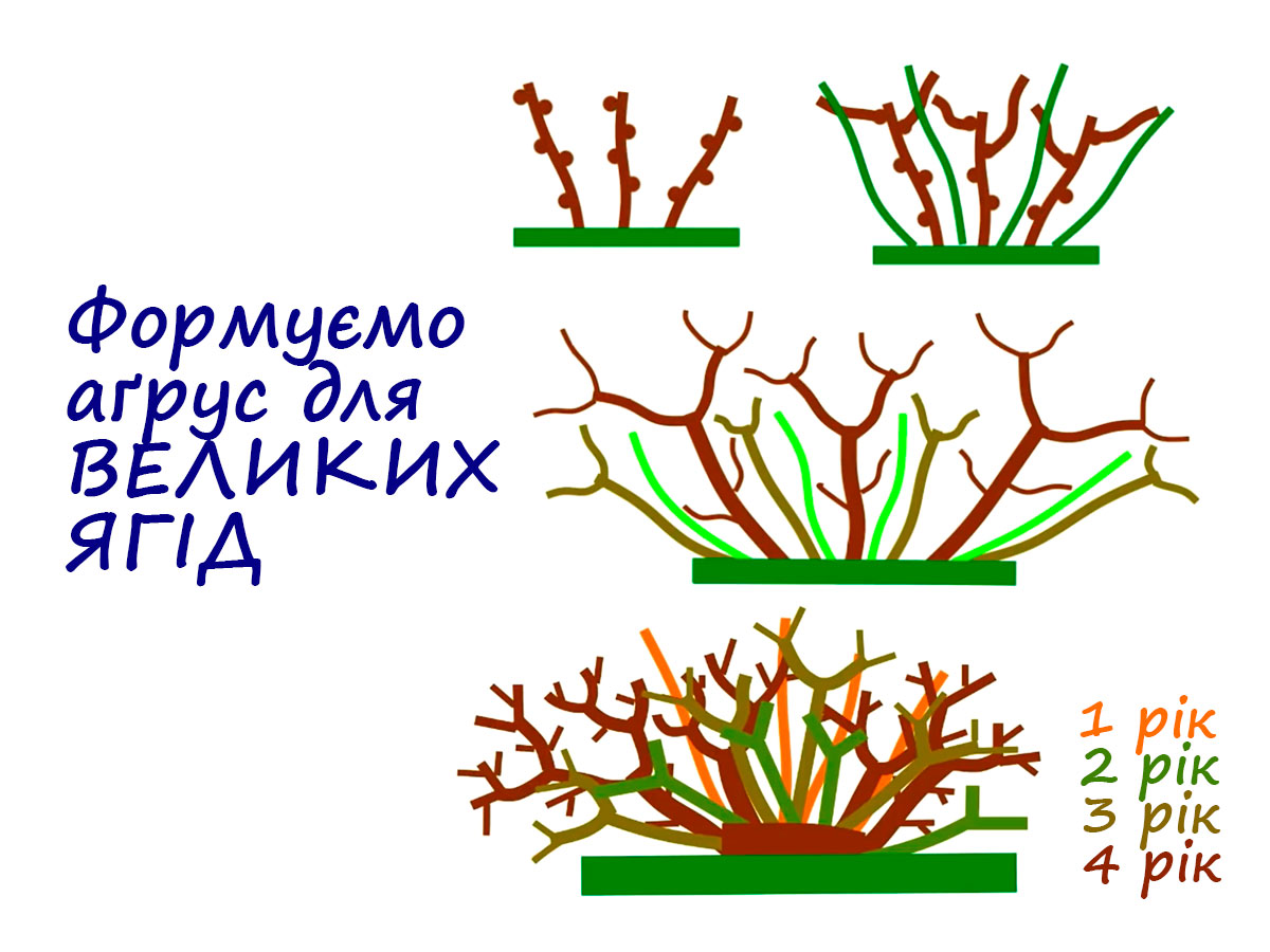 Правильна обрізка аґрусу