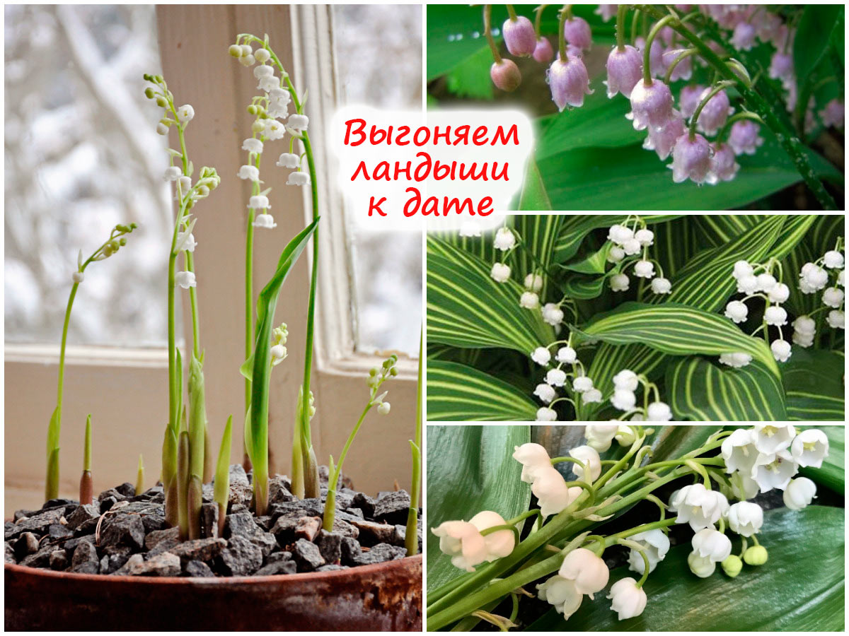 Выгонка ландышей