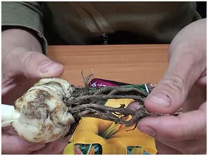 Лилия прорастает