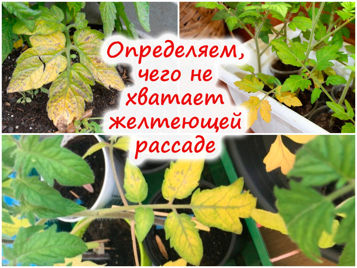 Почему желтеют листья на рассаде