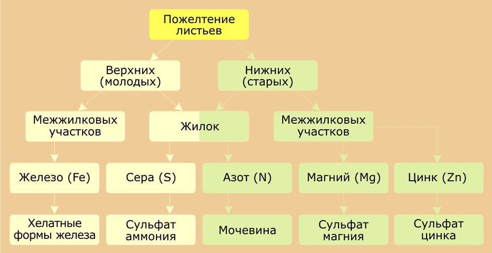 Причини пожовтіння листя