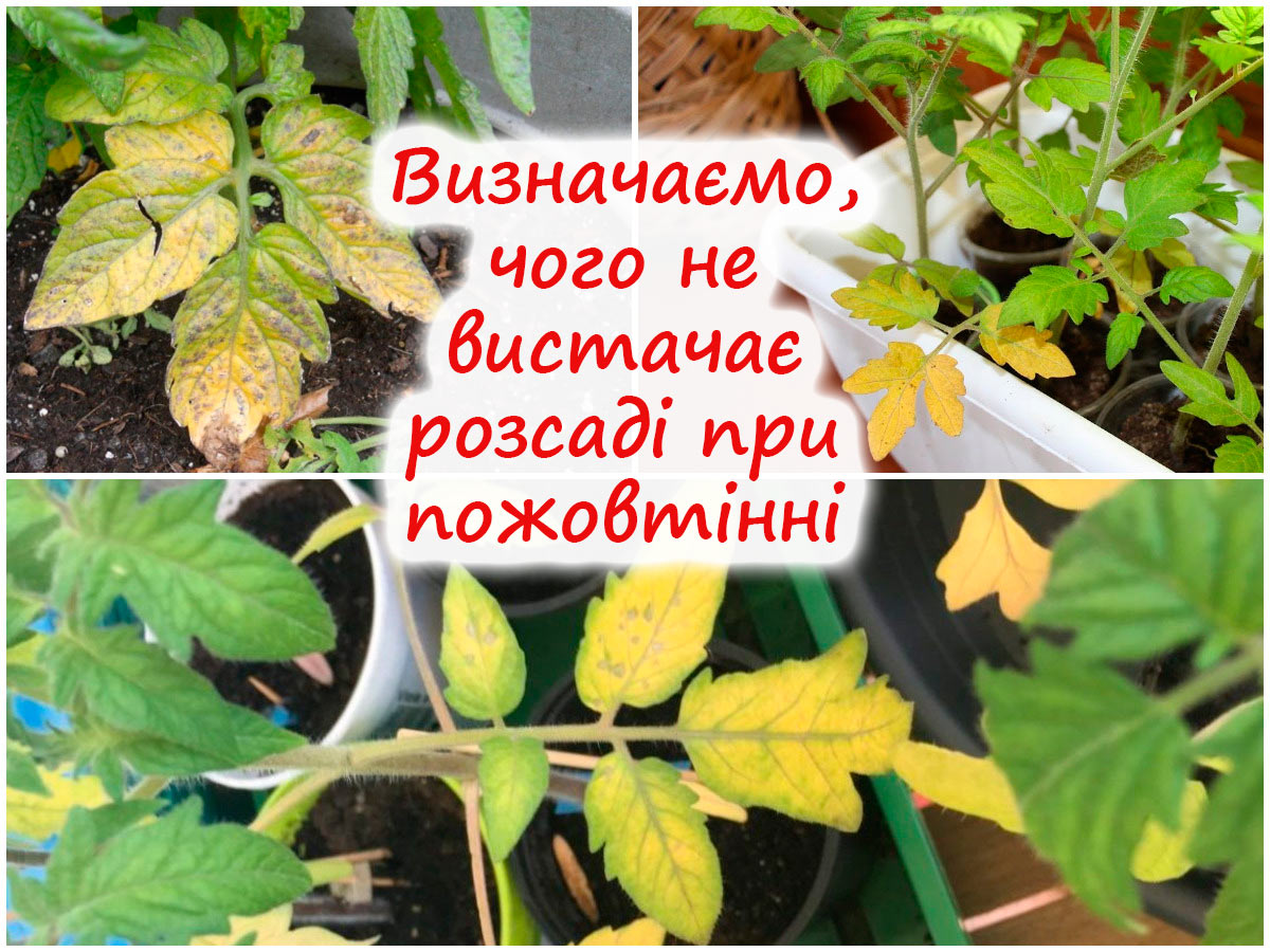 Чому жовтіє листя на розсаді