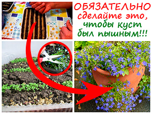 Лобелия от посева до пышного цветения