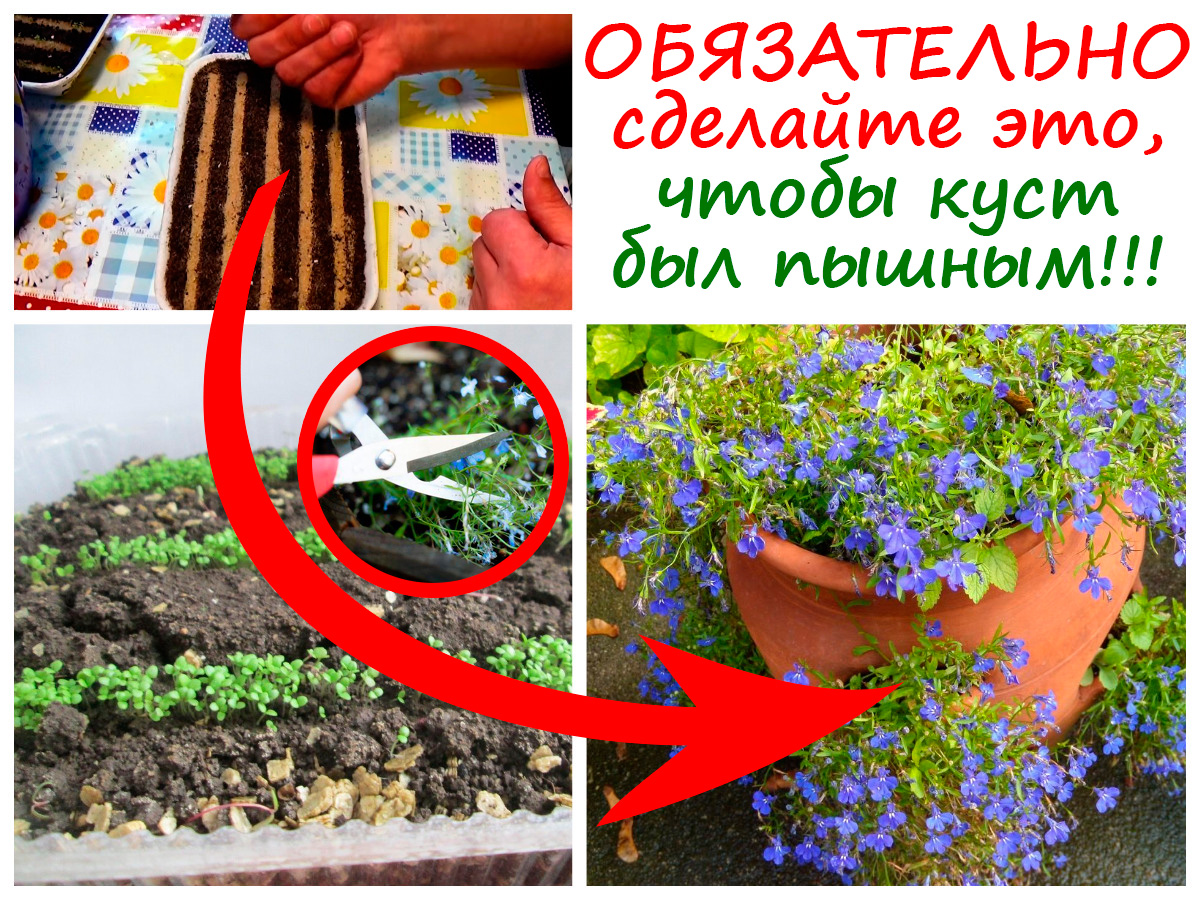 Лобелия от посева до пышного цветения