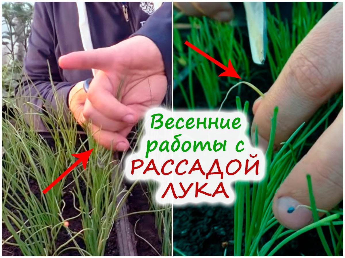 Обрезка рассады лука