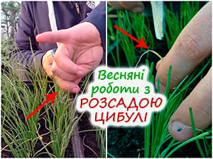 Обрізання розсади цибулі