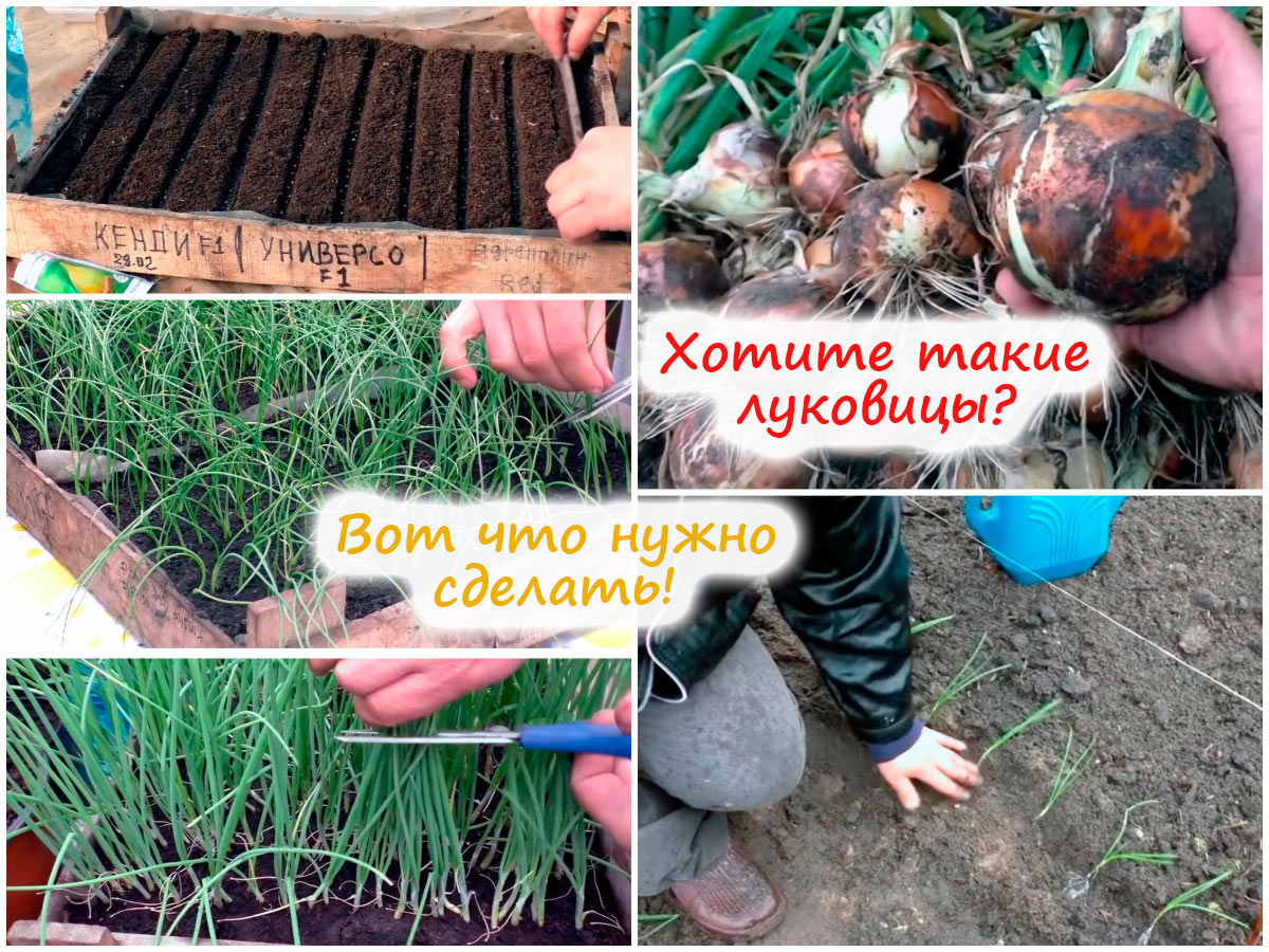 Выращивание лука