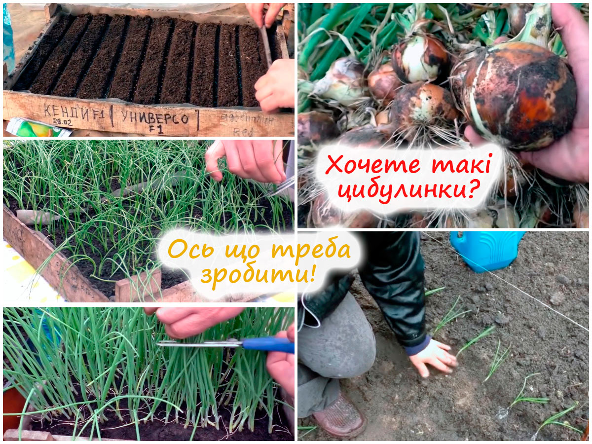 Вирощування цибулі
