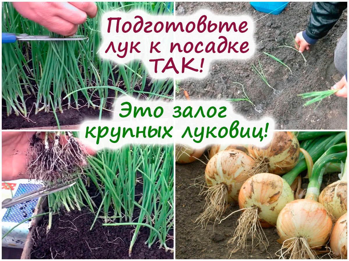 Подготовка и посадка лука в грунт