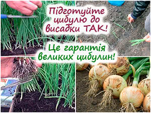 Підготовка та посадка цибулі в ґрунт