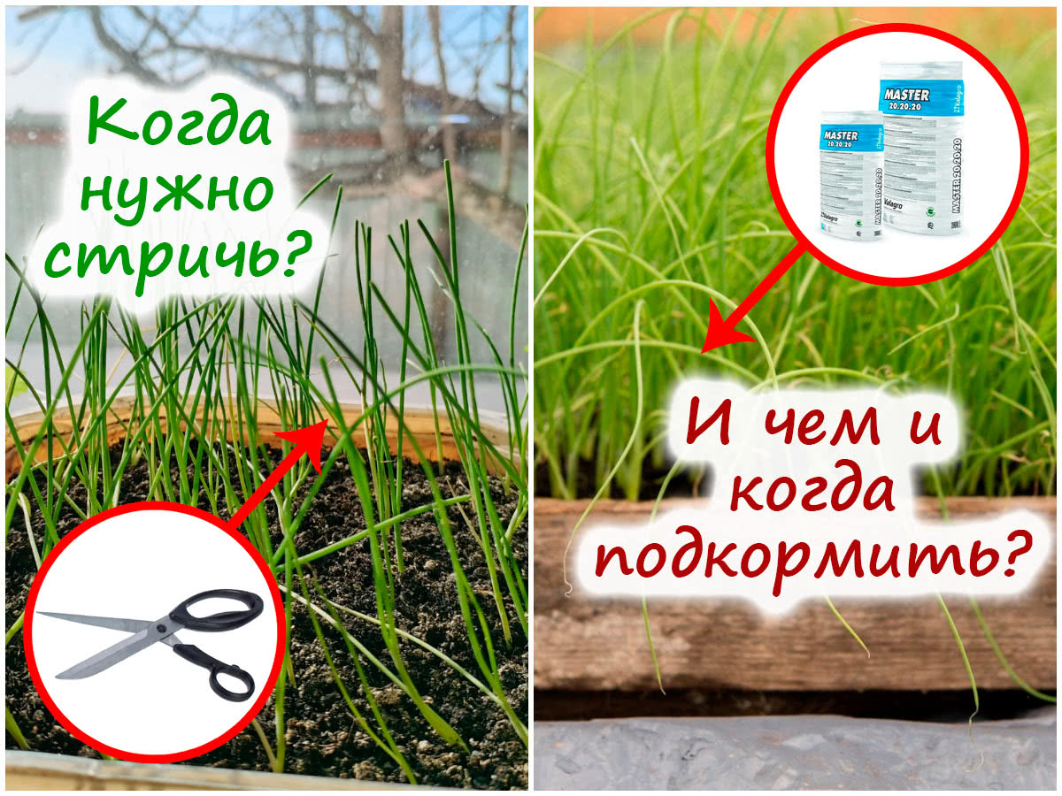 Подкормка и обрезка рассады лука