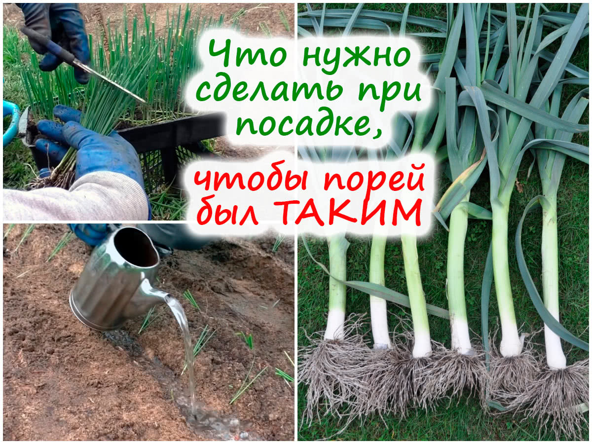 Посадка лука-порея в грунт